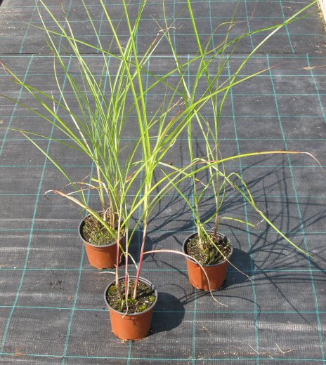 Miscanthus sinensis 'Grosse Fontaine'